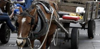 Colômbia aprova lei que proíbe veículos puxados por animais no país: ‘Não são máquinas’