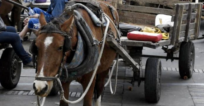 Colômbia aprova lei que proíbe veículos puxados por animais no país: ‘Não são máquinas’