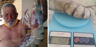 Idoso de 80 anos pesca ‘camarão gigante’ de 400 gramas e 50 cm de comprimento no RN
