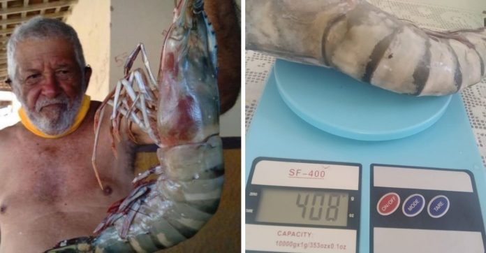 Idoso de 80 anos pesca ‘camarão gigante’ de 400 gramas e 50 cm de comprimento no RN