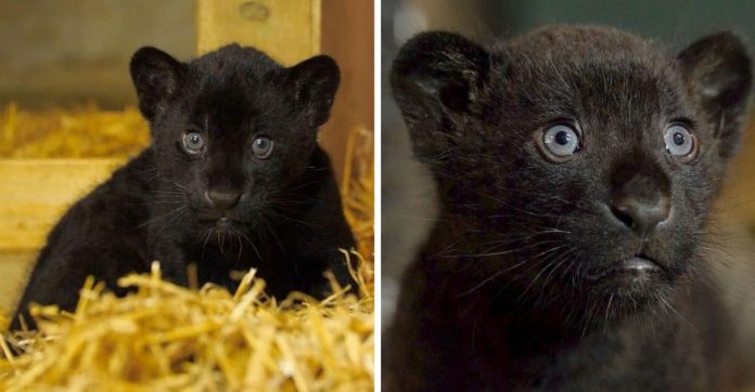 Baby, a filhote de onça-pintada que parece uma mini-pantera negra nascida em santuário na Inglaterra
