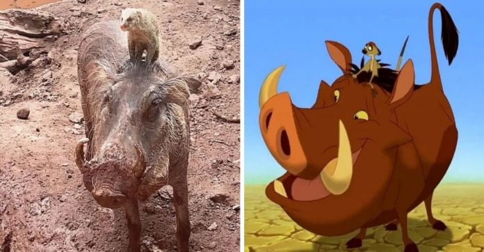 Javali e seu amiguinho inseparável são alçados à ‘Timão e Pumba’ da vida real