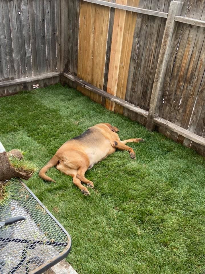 agrandeartedeserfeliz.com - Dono trabalha fim de semana inteiro para dar ao cachorrinho da namorada um quintal digno