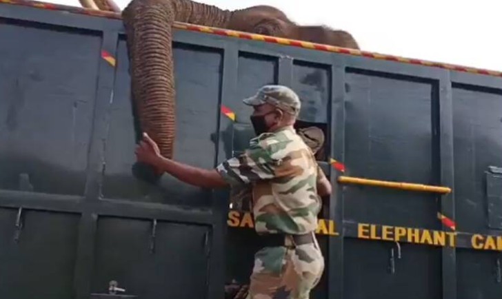agrandeartedeserfeliz.com - Guarda florestal chora ao descobrir falecimento de elefante que ele cuidava há mais de 10 anos