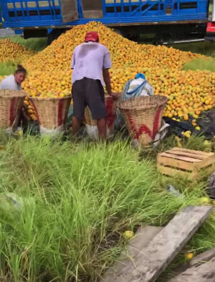 agrandeartedeserfeliz.com - Menino pede para comprar laranjas de caminhão capotado na rodovia e viraliza: 'Para que roubar?'