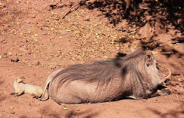 agrandeartedeserfeliz.com - Javali e seu amiguinho inseparável são alçados à 'Timão e Pumba' da vida real