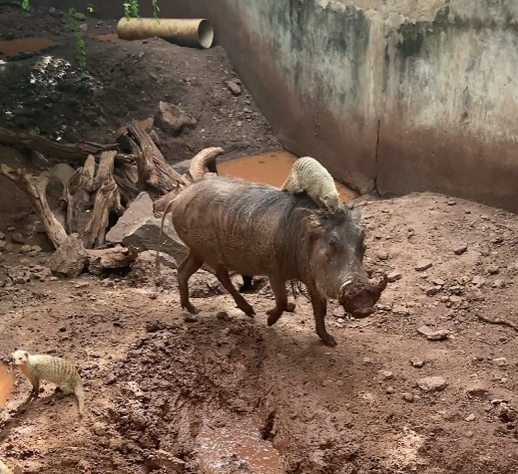 agrandeartedeserfeliz.com - Javali e seu amiguinho inseparável são alçados à 'Timão e Pumba' da vida real