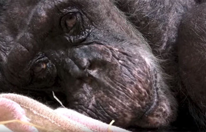 agrandeartedeserfeliz.com - Chimpanzé idosa que ficou doente não aceitava comer até reconhecer a voz de seu amoroso cuidador