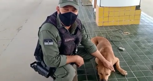 agrandeartedeserfeliz.com - Em vídeo fofo, cãozinho vira-lata 'pede' para PM fazer carinho nele: 'Não queria que parasse'