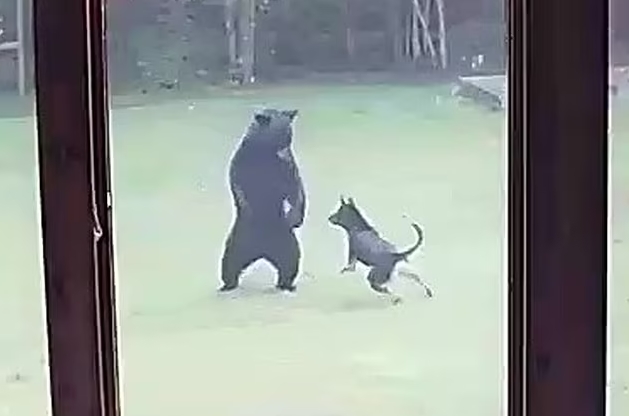 agrandeartedeserfeliz.com - Cachorrinho convida filhote de urso que 'invadiu' seu quintal para brincar - veja o vídeo