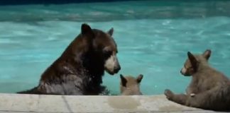 Família de ursos se refresca em piscina na Califórnia #VÍDEO