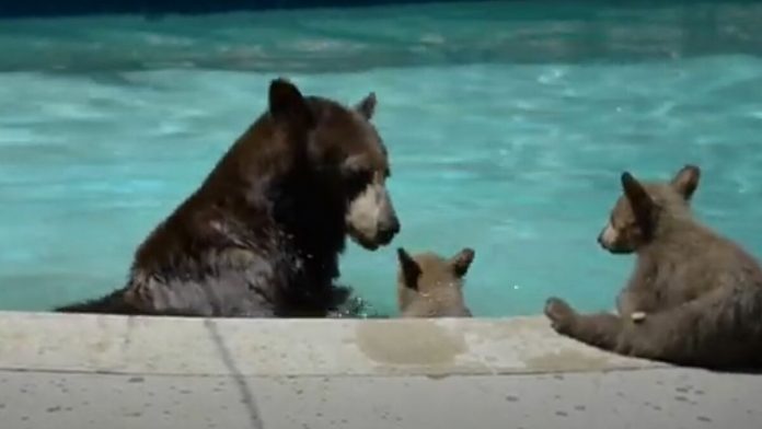 Família de ursos se refresca em piscina na Califórnia #VÍDEO
