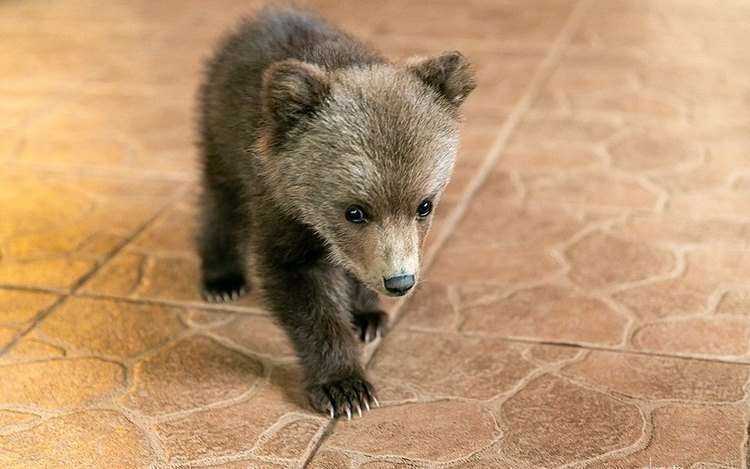 agrandeartedeserfeliz.com - Agricultor bielorrusso salvou um filhote de urso da fome e  tornou-se  sua "mãe"