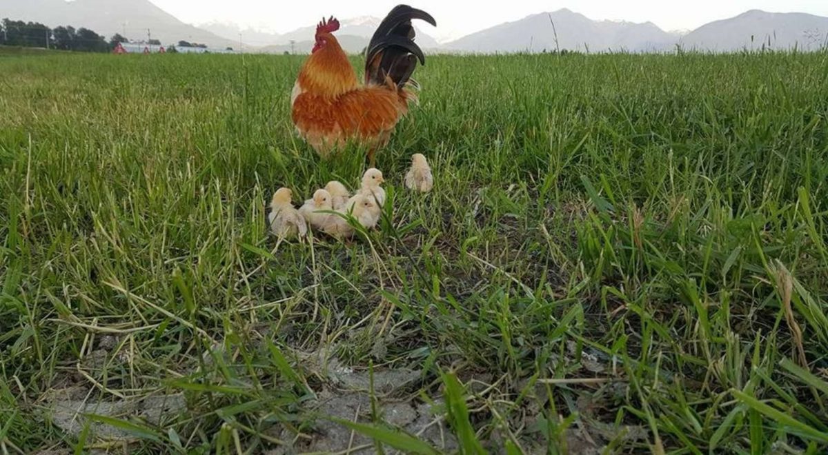 agrandeartedeserfeliz.com - Galo é um pai exemplar que cuida de seus pintinhos que perderam a mãe