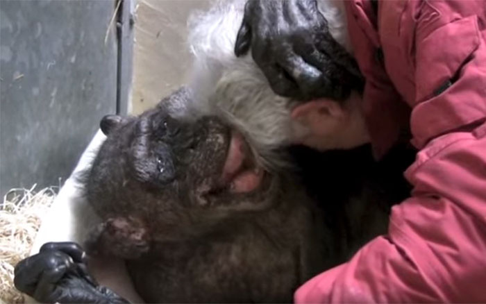 agrandeartedeserfeliz.com - Chimpanzé idosa que ficou doente não aceitava comer até reconhecer a voz de seu amoroso cuidador