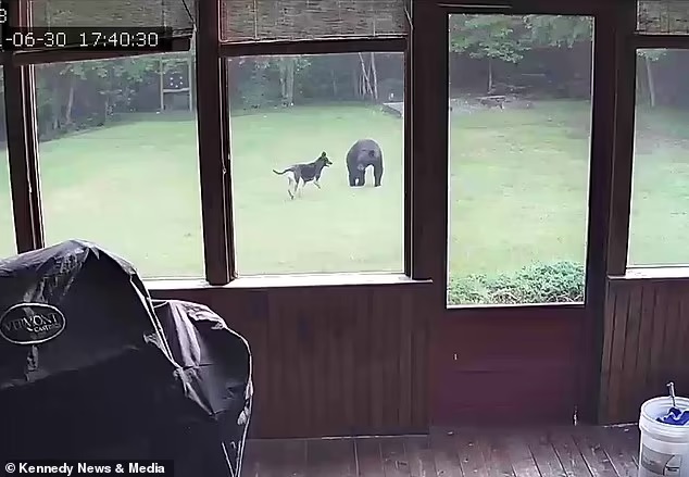 agrandeartedeserfeliz.com - Cachorrinho convida filhote de urso que 'invadiu' seu quintal para brincar - veja o vídeo