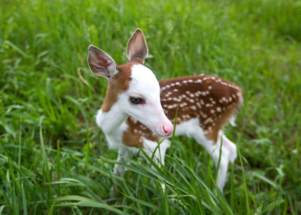 agrandeartedeserfeliz.com - Raro bebê cervo de rosto banco é acolhido por santuário após ser abandonado pela mãe