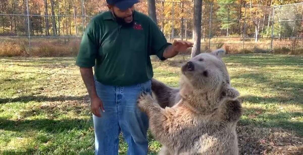 agrandeartedeserfeliz.com - Casal acolhe filhotes de urso órfãos e os trata como se fossem seus próprios filhos