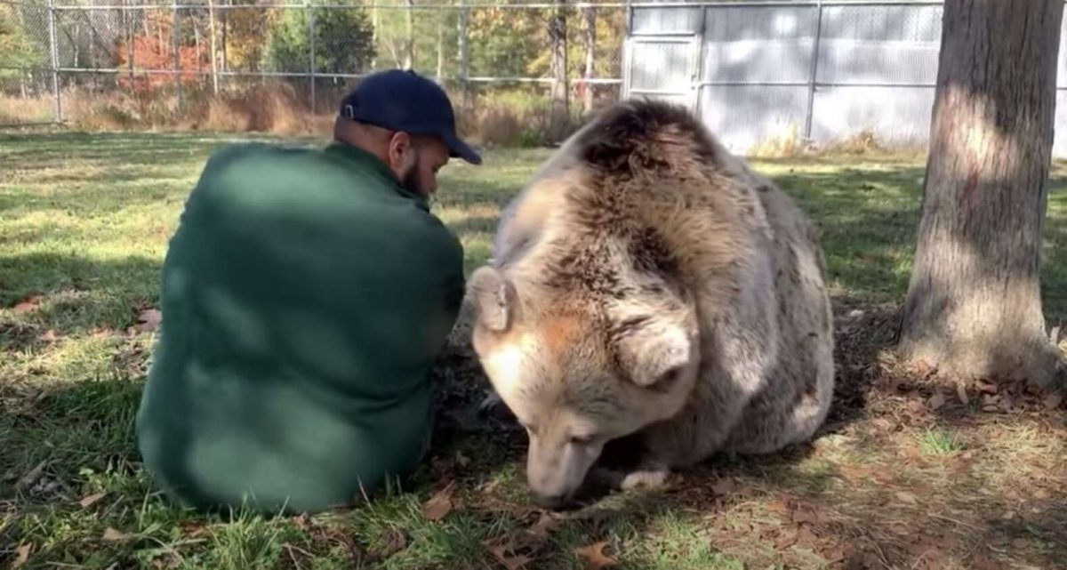 agrandeartedeserfeliz.com - Casal acolhe filhotes de urso órfãos e os trata como se fossem seus próprios filhos