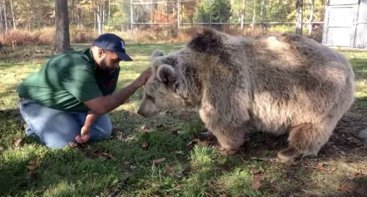 agrandeartedeserfeliz.com - Casal acolhe filhotes de urso órfãos e os trata como se fossem seus próprios filhos