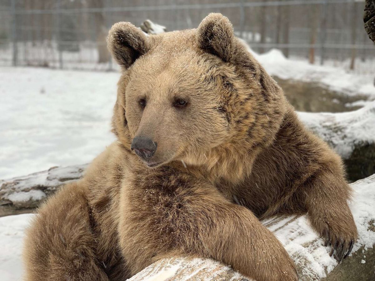 agrandeartedeserfeliz.com - Casal acolhe filhotes de urso órfãos e os trata como se fossem seus próprios filhos