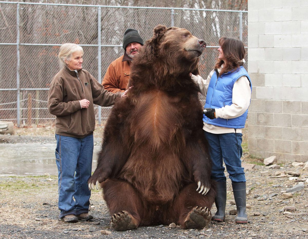 agrandeartedeserfeliz.com - Casal acolhe filhotes de urso órfãos e os trata como se fossem seus próprios filhos