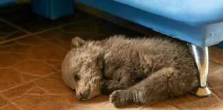 Agricultor bielorrusso salvou um filhote de urso da fome e  tornou-se  sua “mãe”