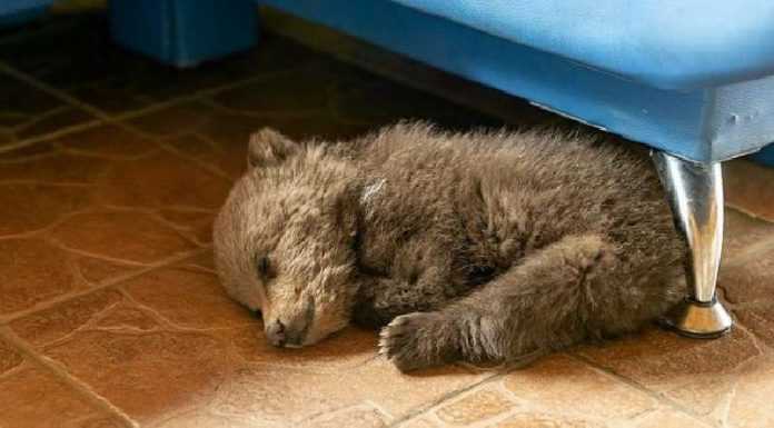 Agricultor bielorrusso salvou um filhote de urso da fome e  tornou-se  sua “mãe”