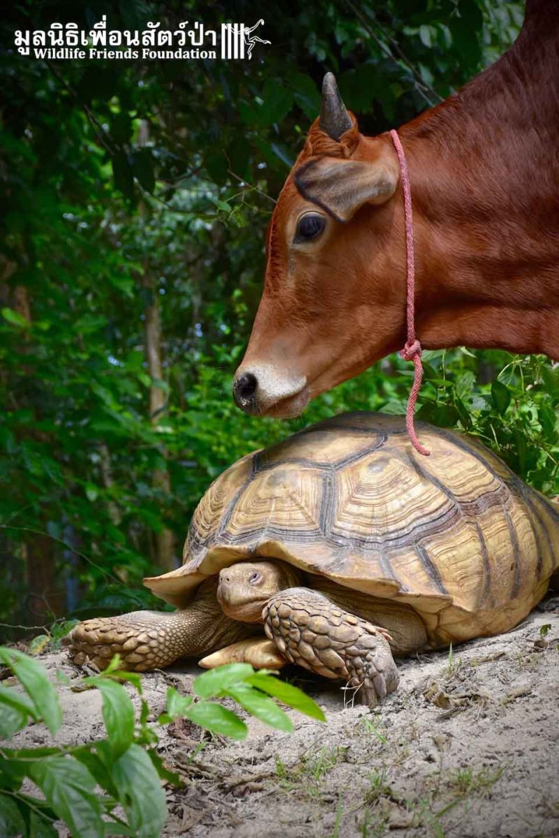 agrandeartedeserfeliz.com - Bezerrinho deficiente e tartaruga gigante fazem amizade improvável na Tailândia