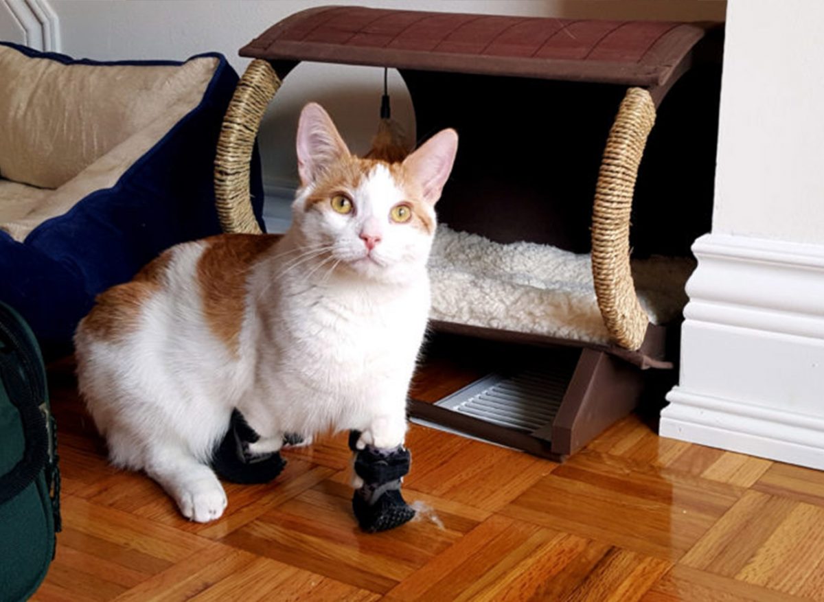 agrandeartedeserfeliz.com - Gatinho deficiente ganha próteses para recuperar sua mobilidade: 'Gato de Botas da vida real'