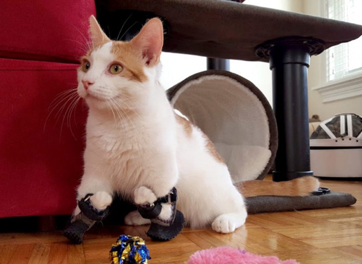 agrandeartedeserfeliz.com - Gatinho deficiente ganha próteses para recuperar sua mobilidade: 'Gato de Botas da vida real'