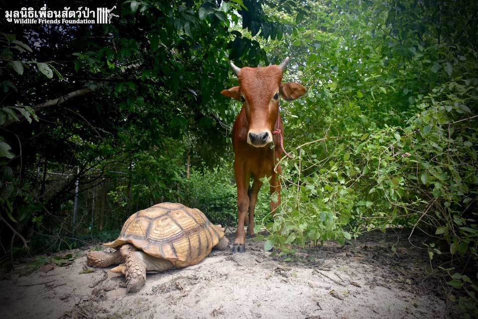 agrandeartedeserfeliz.com - Bezerrinho deficiente e tartaruga gigante fazem amizade improvável na Tailândia