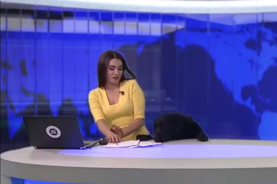 agrandeartedeserfeliz.com - Cachorrinho 'invade' telejornal ao vivo e surpreende apresentadora: 'Queria ser o centro das atenções'