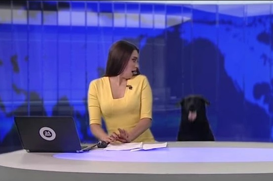 agrandeartedeserfeliz.com - Cachorrinho 'invade' telejornal ao vivo e surpreende apresentadora: 'Queria ser o centro das atenções'