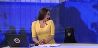 Cachorrinho ‘invade’ telejornal ao vivo e surpreende apresentadora: ‘Queria ser o centro das atenções’