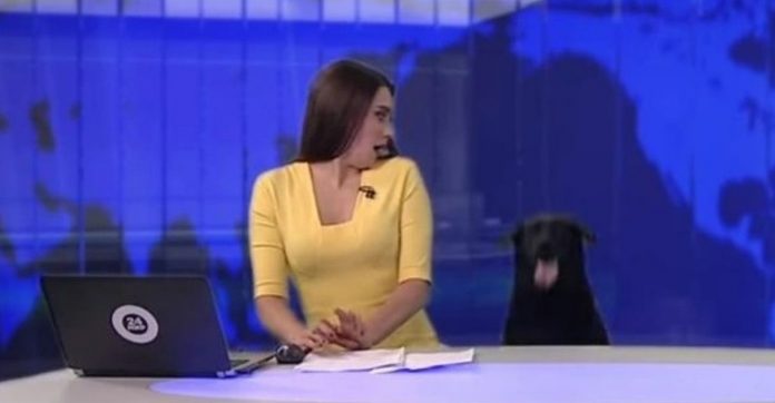 Cachorrinho ‘invade’ telejornal ao vivo e surpreende apresentadora: ‘Queria ser o centro das atenções’