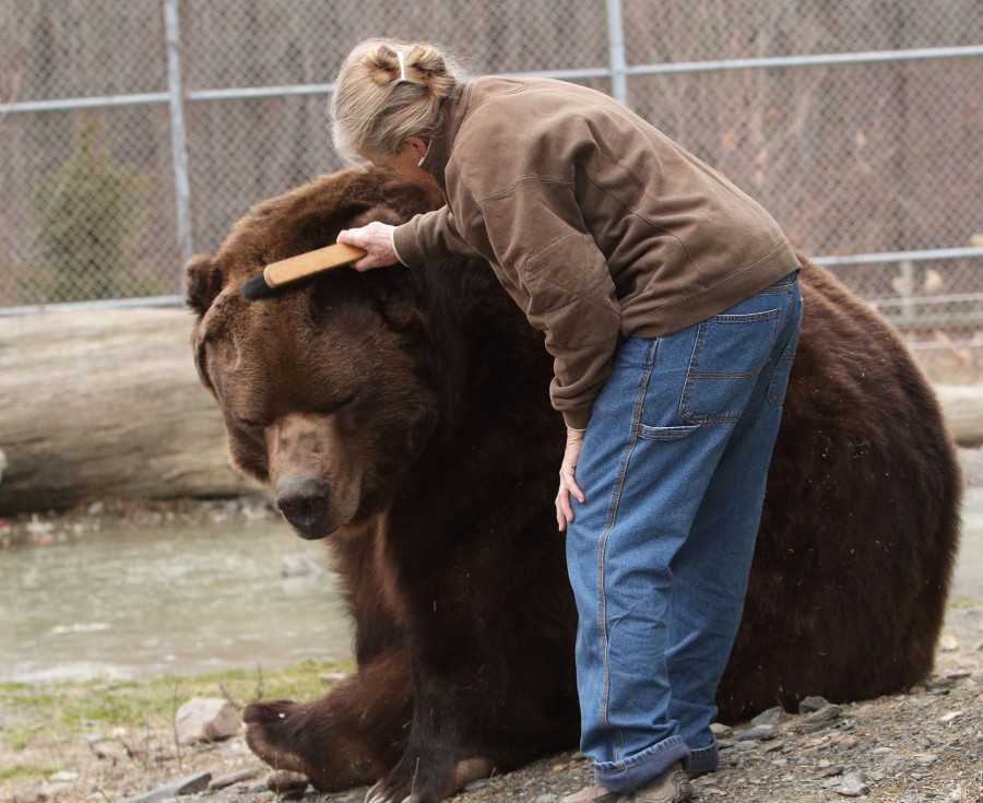 agrandeartedeserfeliz.com - Casal acolhe filhotes de urso órfãos e os trata como se fossem seus próprios filhos