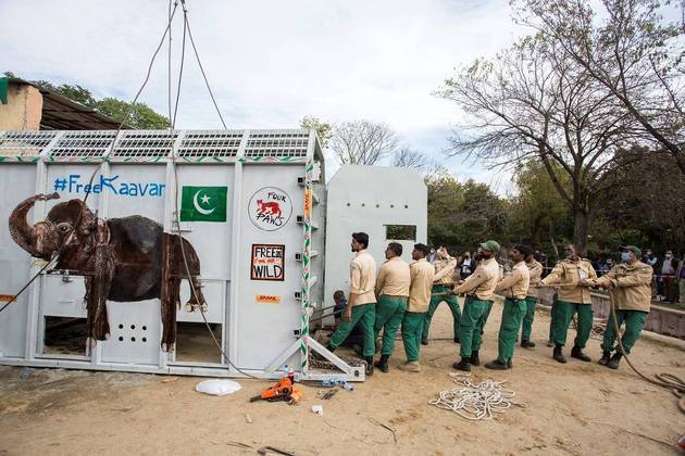 agrandeartedeserfeliz.com - Elefante reconhece veterinário que cuidou dele 12 anos atrás: 'Amigo fiel'