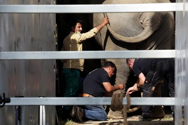 agrandeartedeserfeliz.com - Elefante reconhece veterinário que cuidou dele 12 anos atrás: 'Amigo fiel'