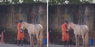 Gari para tudo que estava fazendo para dar água para cavalo que passava mal em rua de Belém (PA)