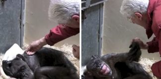 Chimpanzé idosa que ficou doente não aceitava comer até reconhecer a voz de seu amoroso cuidador