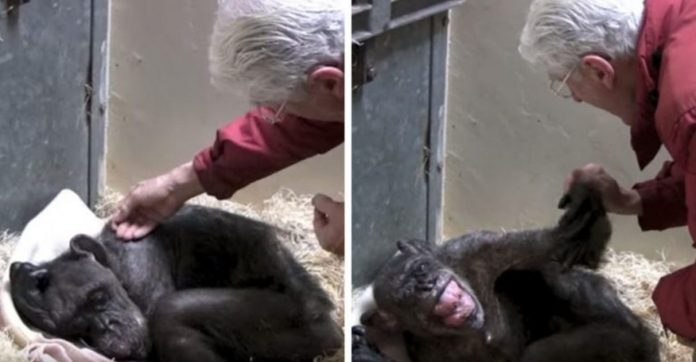 Chimpanzé idosa que ficou doente não aceitava comer até reconhecer a voz de seu amoroso cuidador