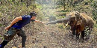 Elefante reconhece veterinário que cuidou dele 12 anos atrás: ‘Amigo fiel’