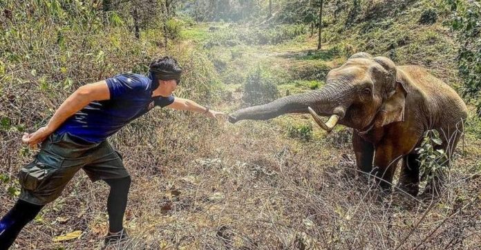 Elefante reconhece veterinário que cuidou dele 12 anos atrás: ‘Amigo fiel’