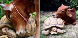 Bezerrinho deficiente e tartaruga gigante fazem amizade improvável na Tailândia