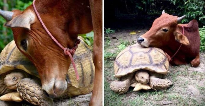 Bezerrinho deficiente e tartaruga gigante fazem amizade improvável na Tailândia