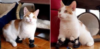 Gatinho deficiente ganha próteses para recuperar sua mobilidade: ‘Gato de Botas da vida real’