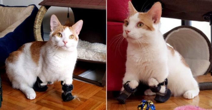 Gatinho deficiente ganha próteses para recuperar sua mobilidade: ‘Gato de Botas da vida real’