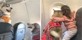 Companhia aérea permite embarcação de 2 cães Husky Siberiano em voo com sua família