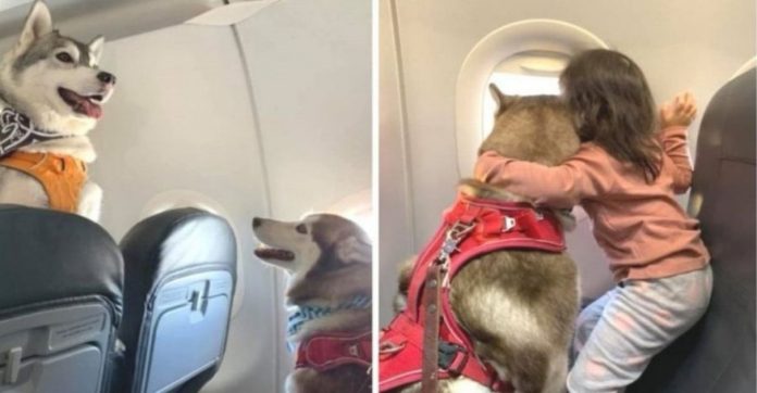 Companhia aérea permite embarcação de 2 cães Husky Siberiano em voo com sua família